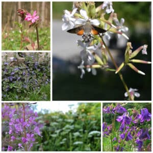 Die Collage zeigt die enthaltenen Pflanzen des Gartenset 22: Wildblumen für Nachtfalter, der Wildstaudengärtnerei Wilde Blumen