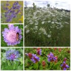 Die Collage zeigt die enthaltenen Pflanzen des Gartenset 23: Wildblumen für Schwalbenschwänze, der Wildstaudengärtnerei Wilde Blumen