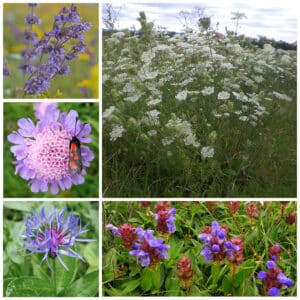 Die Collage zeigt die enthaltenen Pflanzen des Gartenset 23: Wildblumen für Schwalbenschwänze, der Wildstaudengärtnerei Wilde Blumen