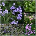 Die Collage zeigt die enthaltenen Pflanzen des Gartenset 24: Wildblumen für Aurorafalter, der Wildstaudengärtnerei Wilde Blumen