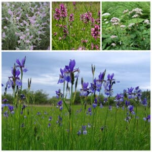 Die Collage zeigt die enthaltenen Pflanzen des Gartenset 25: Wildblumen für Iris-Minze-Wiesen, der Wildstaudengärtnerei Wilde Blumen