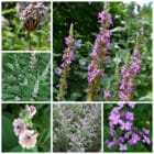 Die Collage zeigt die enthaltenen Pflanzen des Gartenset 27: Wildblumen für Staudenhecken, der Wildstaudengärtnerei Wilde Blumen