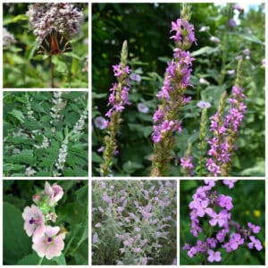 Die Collage zeigt die enthaltenen Pflanzen des Gartenset 27: Wildblumen für Staudenhecken, der Wildstaudengärtnerei Wilde Blumen