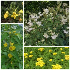 Die Collage zeigt die enthaltenen Pflanzen des Gartenset 28: Wildblumen für Staudenhecken, der Wildstaudengärtnerei Wilde Blumen