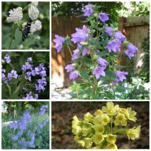 Die Collage zeigt die enthaltenen Pflanzen des Gartenset 30: Wildblumen für den Halbschatten, der Wildstaudengärtnerei Wilde Blumen