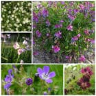 Die Collage zeigt die enthaltenen Pflanzen des Gartenset 31: Wildblumen für den Halbschatten, der Wildstaudengärtnerei Wilde Blumen