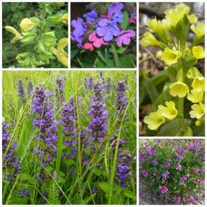 Die Collage zeigt die enthaltenen Pflanzen des Gartenset 33: Wildblumen für Hummeln, der Wildstaudengärtnerei Wilde Blumen