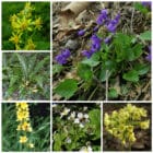 Die Collage zeigt die enthaltenen Pflanzen des Gartenset 34: Wildblumen mit heilsamer Wirkung, der Wildstaudengärtnerei Wilde Blumen