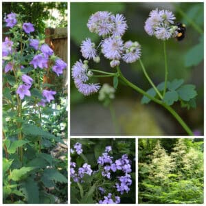 Die Collage zeigt die enthaltenen Pflanzen des Gartenset 35: Wildblumen für Staudenhecken, der Wildstaudengärtnerei Wilde Blumen