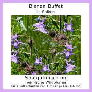 Die Saatgutmischung Bienen-Buffet "lila Balkon" enthält Samen lila blühender Wildblumen.