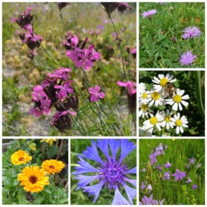 Die Collage zeigt die enthaltenen Pflanzen des Einzelsaatugt-Set: Essbare Blüten, der Wildstaudengärtnerei Wilde Blumen