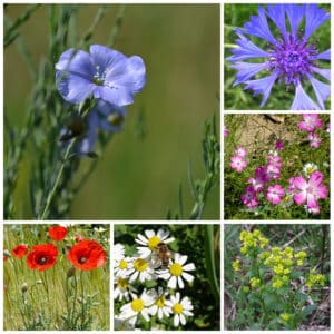 Die Collage zeigt die enthaltenen Pflanzen des Einzelsaatugt-Set: Blumen Einjährig, der Wildstaudengärtnerei Wilde Blumen