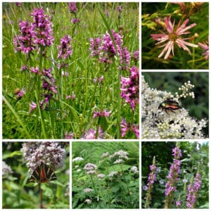 Die Collage zeigt die enthaltenen Pflanzen des Einzelsaatugt-Set: Blumen für Feuchtwiesen, der Wildstaudengärtnerei Wilde Blumen