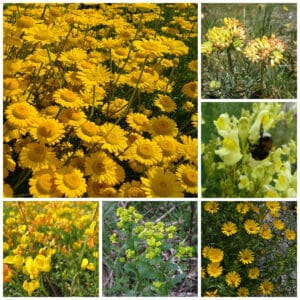 Die Collage zeigt die enthaltenen Pflanzen des Einzelsaatugt-Set: Blumenwiese - Gelb, der Wildstaudengärtnerei Wilde Blumen