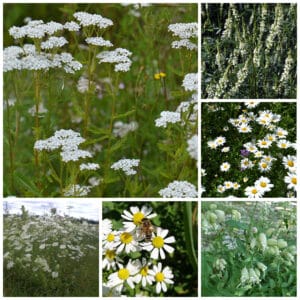 Die Collage zeigt die enthaltenen Pflanzen des Einzelsaatugt-Set: Blumenwiese - Weiß, der Wildstaudengärtnerei Wilde Blumen