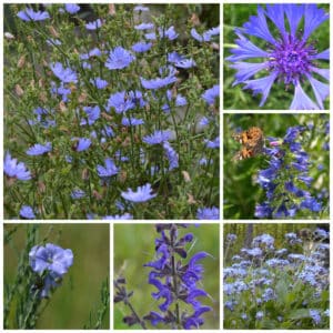 Die Collage zeigt die enthaltenen Pflanzen des Einzelsaatugt-Set: Blumenwiese - Blau, der Wildstaudengärtnerei Wilde Blumen