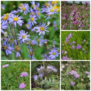 Die Collage zeigt die enthaltenen Pflanzen des Einzelsaatugt-Set: Blumenwiese - Lila, der Wildstaudengärtnerei Wilde Blumen