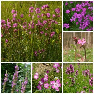 Die Collage zeigt die enthaltenen Pflanzen des Einzelsaatugt-Set: Blumenwiese - Pink, der Wildstaudengärtnerei Wilde Blumen