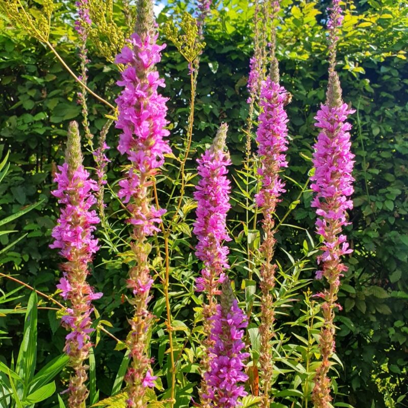 Blutweiderich als eine der zur Auswahl stehenden Pflanzen bei der Wilde Blumen Herbstaktion:"5+1 gratis"