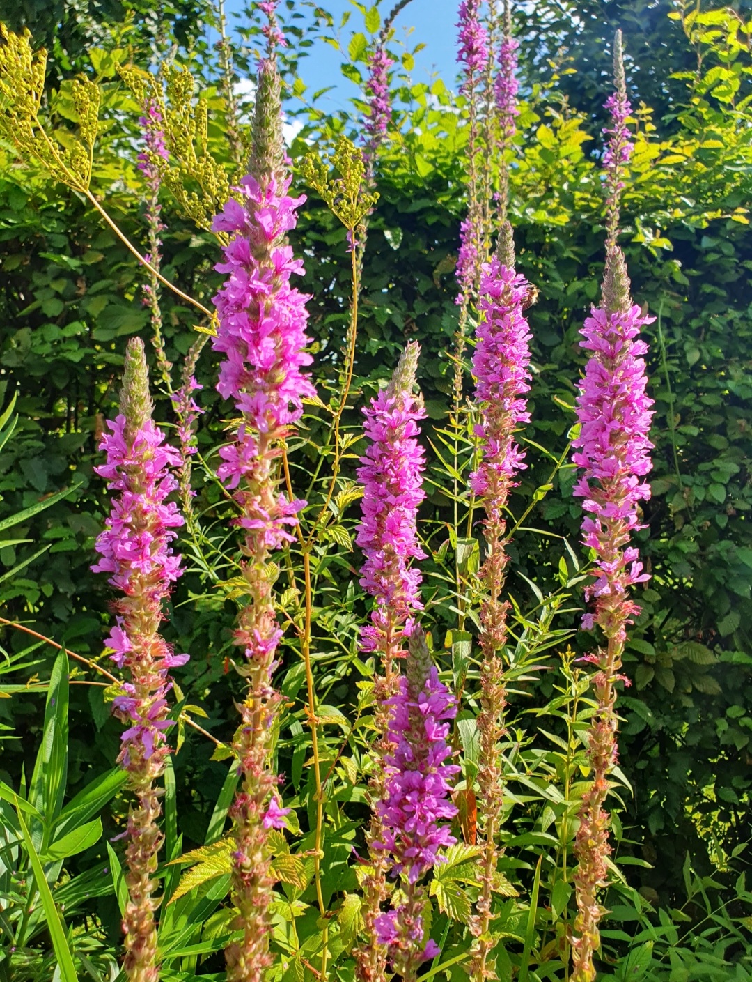 Blutweiderich als eine der zur Auswahl stehenden Pflanzen bei der Wilde Blumen Herbstaktion:"5+1 gratis"