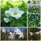 Die Collage zeigt die enthaltenen Pflanzen des Grab-Sets 02: WEISSE WOLKE, der Wildstaudengärtnerei Wilde Blumen