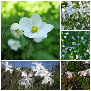 Die Collage zeigt die enthaltenen Pflanzen des Grab-Sets 02: WEISSE WOLKE, der Wildstaudengärtnerei Wilde Blumen