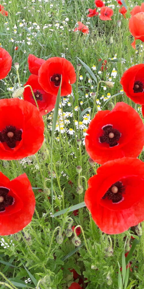 Beitragsbild mit Mohnblumen und Kamille für die Silvester-Aktion "Streut Samen statt Raketen"