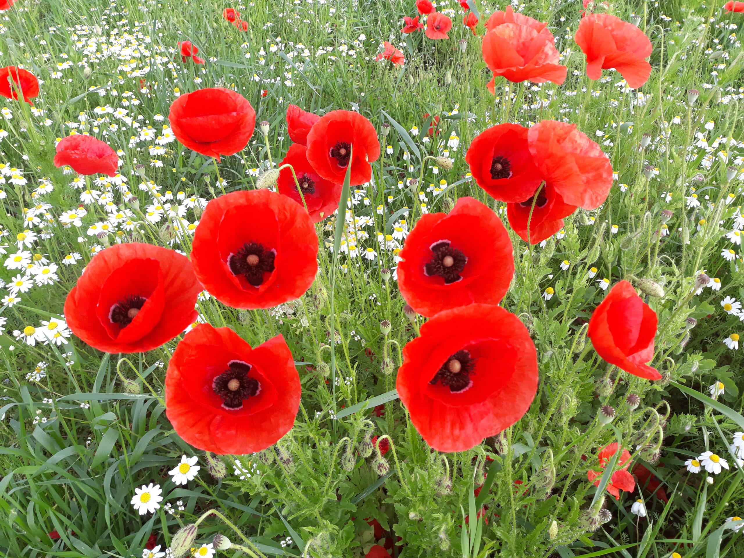 Beitragsbild mit Mohnblumen und Kamille für die Silvester-Aktion "Streut Samen statt Raketen"