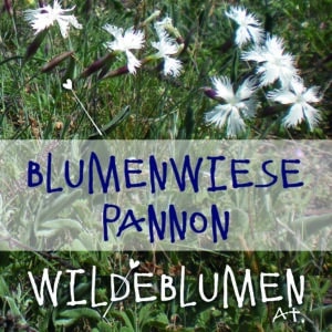 Saatgutmischung "Blumenwiese Artenreich Pannon"