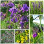 Die Collage zeigt die enthaltenen Pflanzen des Grab-Sets 04: ABENDDÄMMERUNG, der Wildstaudengärtnerei Wilde Blumen
