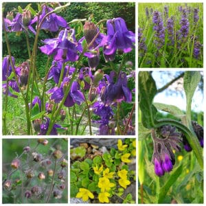 Die Collage zeigt die enthaltenen Pflanzen des Grab-Sets 04: ABENDDÄMMERUNG, der Wildstaudengärtnerei Wilde Blumen