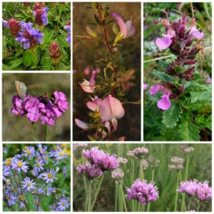 Die Collage zeigt die enthaltenen Pflanzen des Grab-Sets 03: ROSA WOLKE, der Wildstaudengärtnerei Wilde Blumen