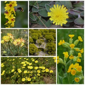 Die Collage zeigt die enthaltenen Pflanzen des Grab-Sets 01: SONNENUNTERGANG, der Wildstaudengärtnerei Wilde Blumen