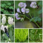 Die Collage zeigt die enthaltenen Pflanzen des Grab-Sets 06: WALDESRUH, der Wildstaudengärtnerei Wilde Blumen