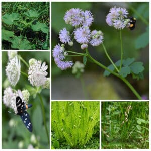 Die Collage zeigt die enthaltenen Pflanzen des Grab-Sets 06: WALDESRUH, der Wildstaudengärtnerei Wilde Blumen