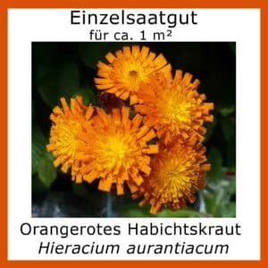 Einzelsaatgut ORANGEROTES HABICHTSKRAUT / Hieracium aurantiacum