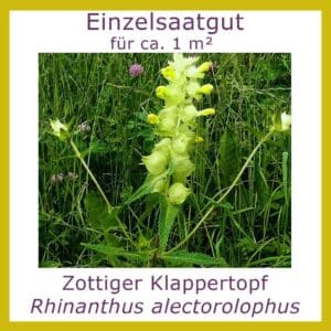 Einzelsaatgut ZOTTIGER KLAPPERTOPF / Rhinanthus alectorolophus