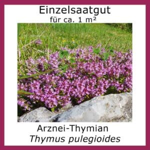 Einzelsaatgut ARZNEI-THYMIAN / Thymus pulegioides