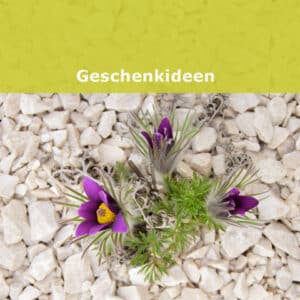 Nachhaltige Geschenkideen