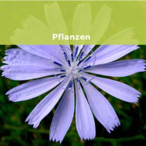 Bio Wildblumen