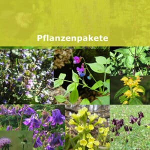 Bio-Wildblumenpakete
