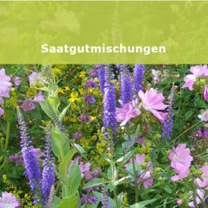 Wildblumen Samenmischungen