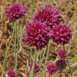 Allium sphaerocephalon / Kugelköpfiger Lauch