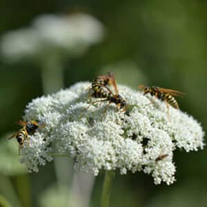 Peucedanum cervaria / Hirsch-Haarstrang