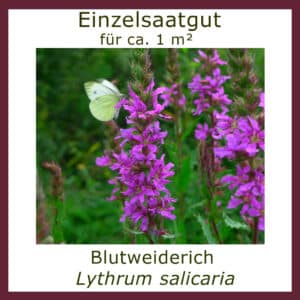 Einzelsaatgut BLUTWEIDERICH / Lythrum salicaria