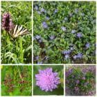 Die Collage zeigt die enthaltenen Pflanzen des Grab-Sets 05: MORGENRÖTE, der Wildstaudengärtnerei Wilde Blumen