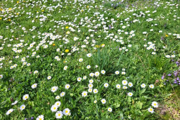 blumenrasen__©_Paula_Polak