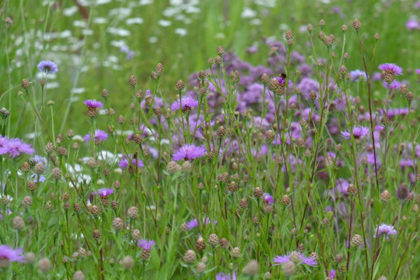 blumenwiese_ (4)_©_paula_polak