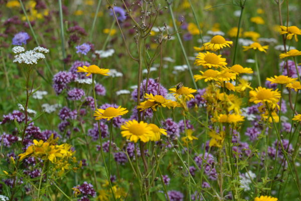 blumenwiese_ (5)_©_paula_polak