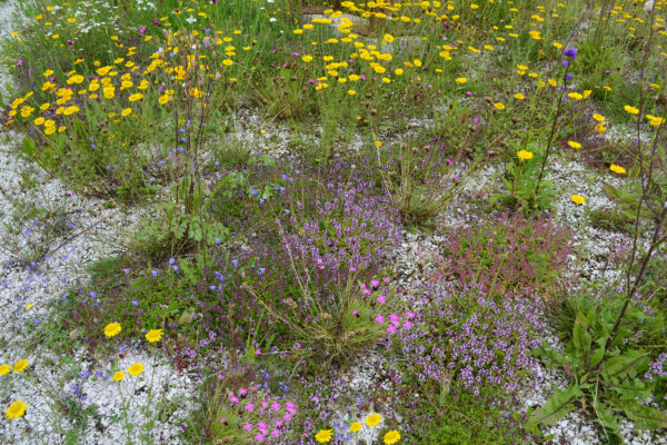 schotterrasen_kv_2020_07_03 (8)©_paula_polak -